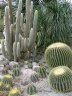 Nikitsky Botanic Garden19.JPG - 